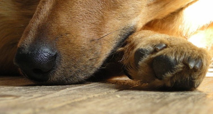 Las almohadillas de las patas de los perros están expuestas a muchos riesgos potenciales en su actividad diaria.