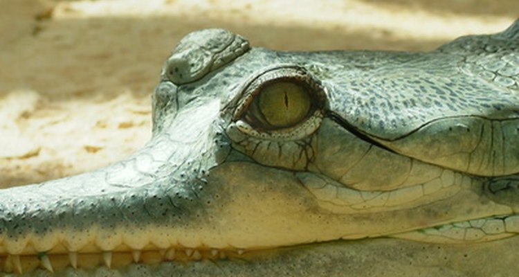 Crocodilos podem mover seus órgãos para permitir a expansão dos pulmões