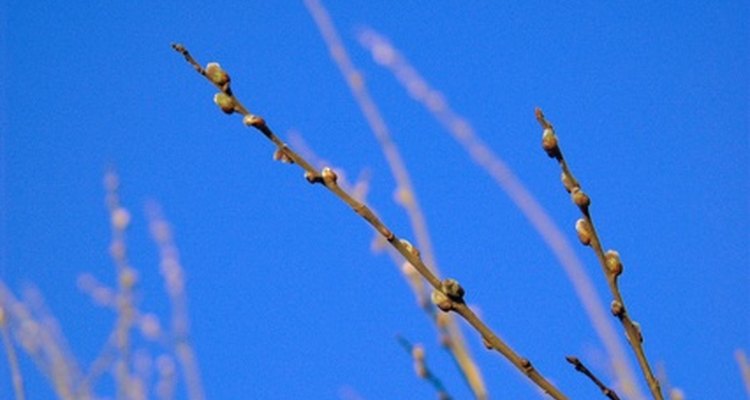 Salix caprea is one source for the floral trade's pussy willow stems.