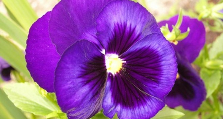 Las violetas representan simplicidad, fidelidad y lealtad.