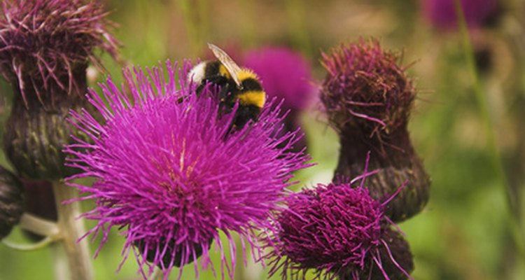 Thistle