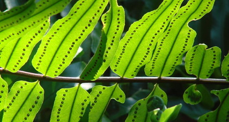 Los botánicos colocan a las plantas homospóricas más abajo en la escala evolutiva con relación a las heterospóricas.