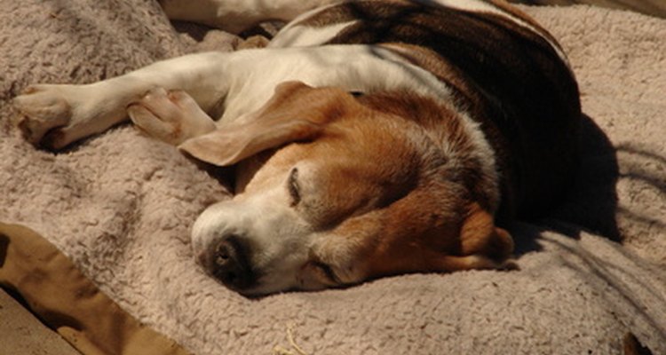 Os cães com hipotireoidismo geralmente apresentam sobrepeso e pouca energia
