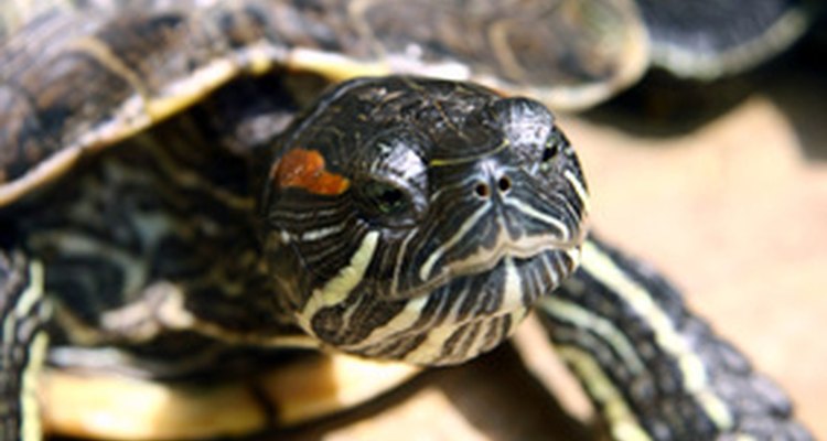 Una tortuga de orejas rojas.