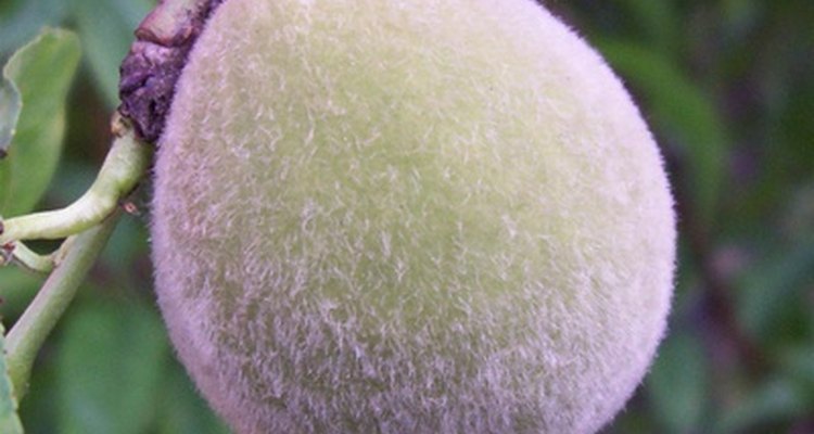Bumfluff