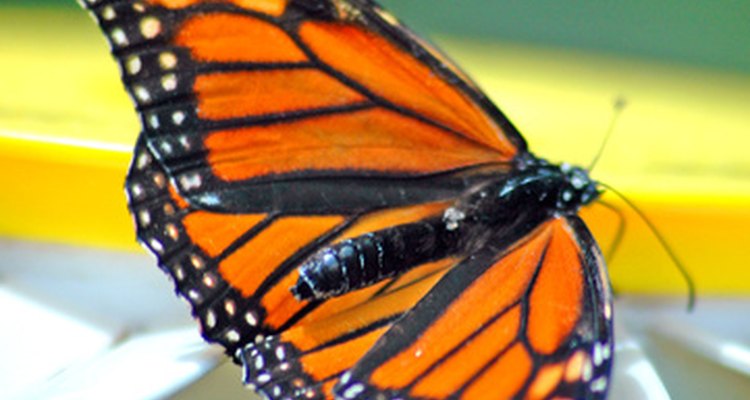 Borboletas monarcas são cheia de majestade