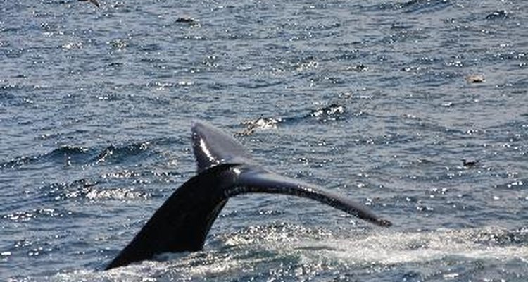 Muchas sociedades continúan utilizando elementos hechos a base de partes de ballenas.