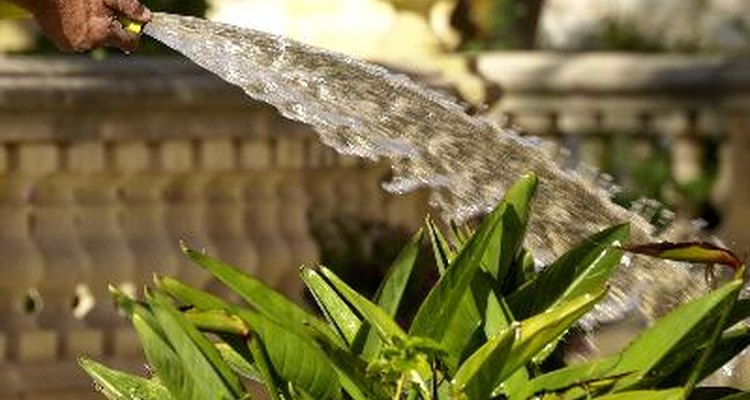 A strong blast of water will remove spittlebugs from your plants.