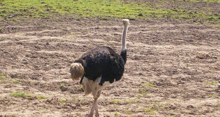 Las patas de un avestruz son poderosas.
