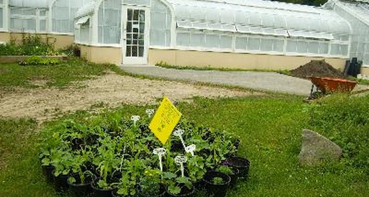 Tomatoes are easily grown in greenhouses during the spring, summer and autumn.