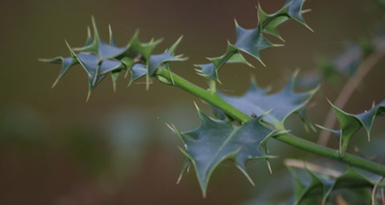 Las hojas del acebo logran una cerca natural distintiva que te brindará privacidad.