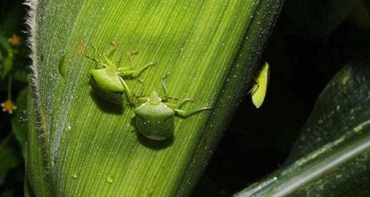 Remove pests by hands.