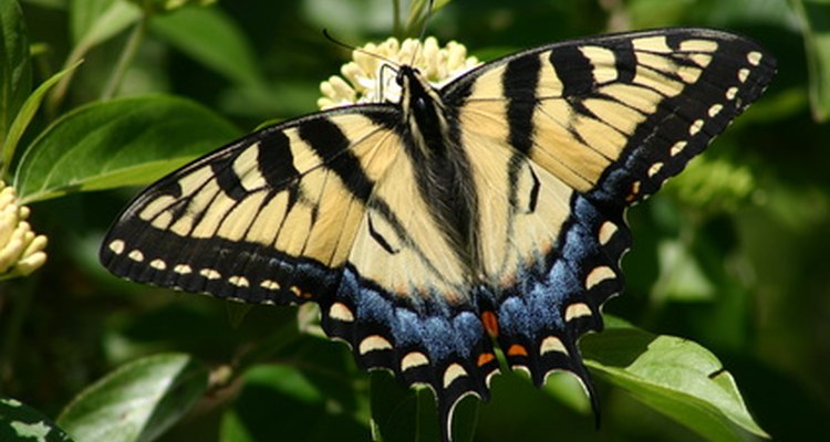 El proceso de transformación de una oruga a mariposa puede llevar de 10 días a varios meses.