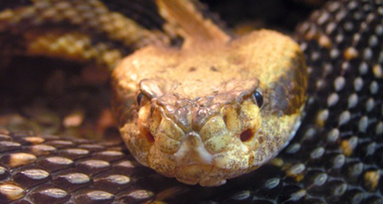 Mantenha as cobras longe do seu quintal com uma cerca elétrica