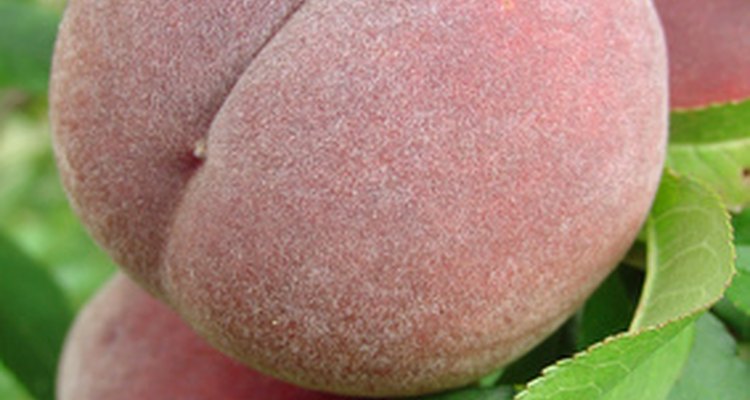 Las peras, melocotones y nectarinas se encuentran entre los árboles que pueden ser sembrados en espacios pequeños.