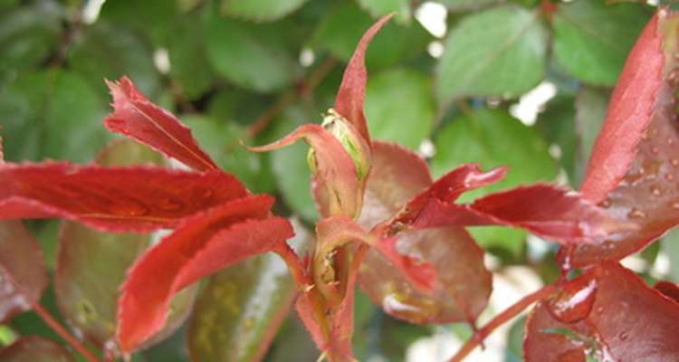 Las hojas del rosal pueden cambiar de color por una variedad de razones.