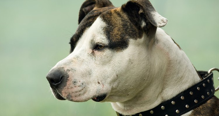 Sus poderosas mandíbulas hacen del pit bull terrier americano un buen perro para caza de jabalí.