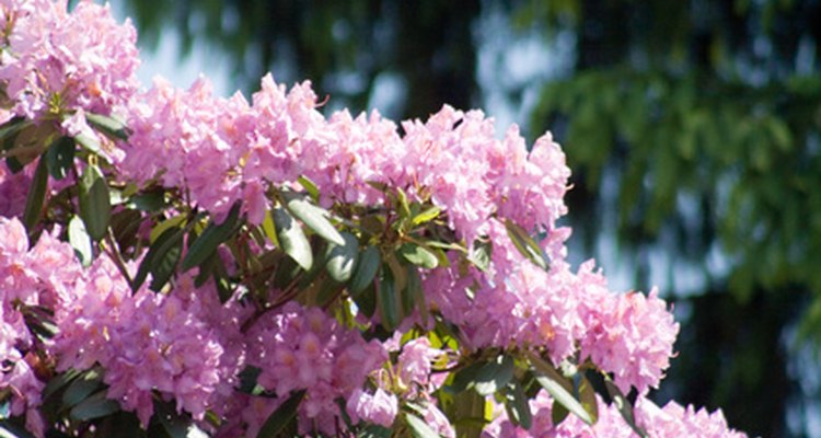 Rhododendrons are beloved for their extravagant spring flowers.