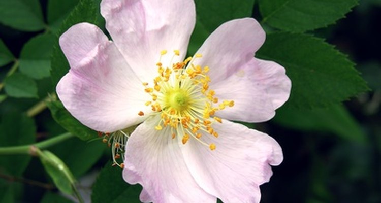 Los rosales grandiflora son una combinación de los híbridos y la floribunda.