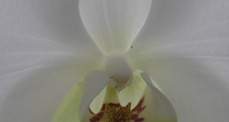 La orquídea blanca es tanto sensual como pura.