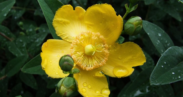 Hypericum is also known as St. John's wort.