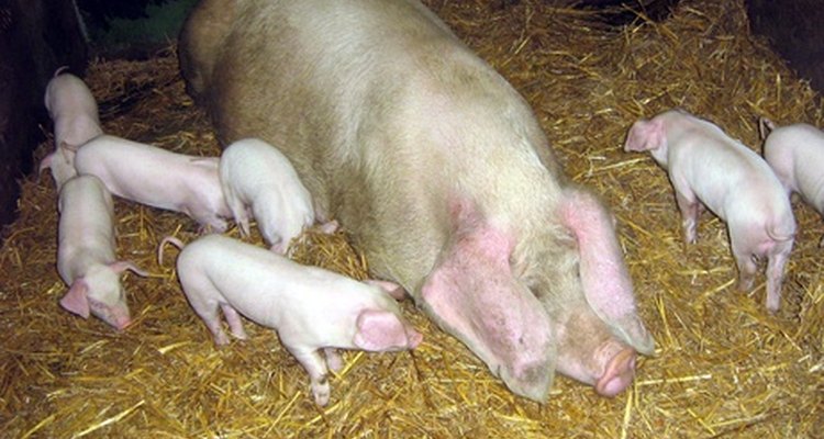 Suínos adultos que tiveram mais do que duas ninhadas são conhecidas como porcas