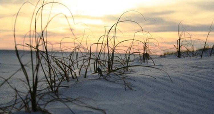 Dunas y playas se encuentran en Bear Island.