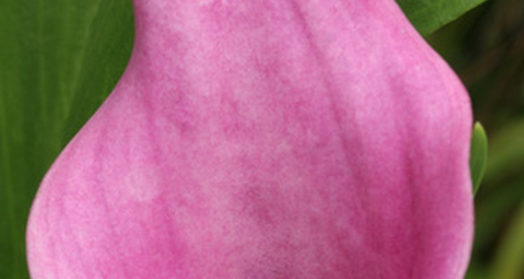 Una flor de cala puede albergar una vaina para cultivar otras plantas.