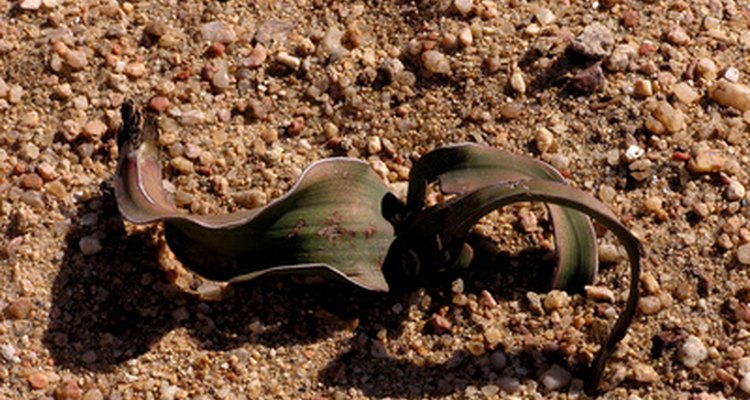 A Welwitschia mirabilis é um exemplo de gnetófita.