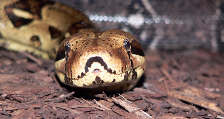 Reptile lovers can breed, raise and sell several species.