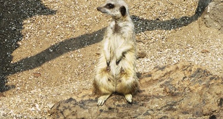 Meerkats are members of the mongoose family that live in southern Africa.