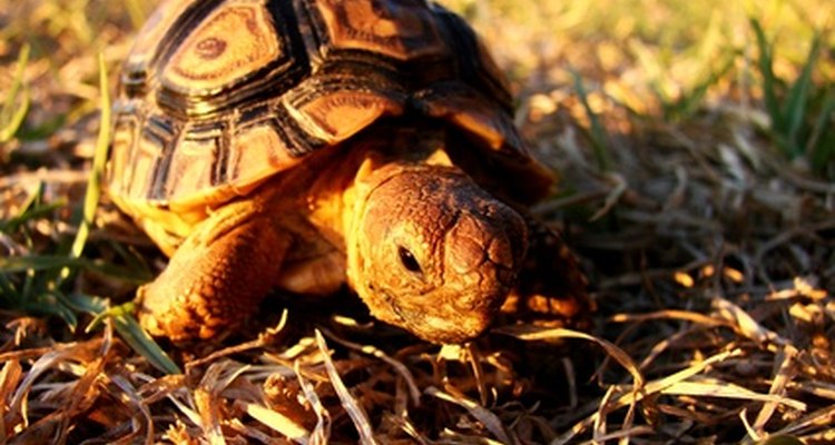 La tortuga, lenta y determinada, gana la carrera contra la liebre.