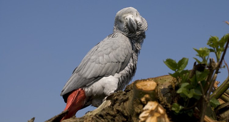 Un Congo africano gris; nótese la cola roja.