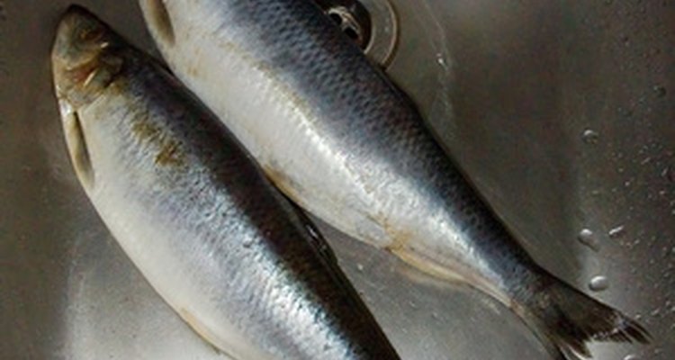 Schmaltz herring are fatty herring cured in salt, then pickled.