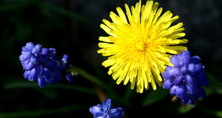 Weeds can ruin a garden.