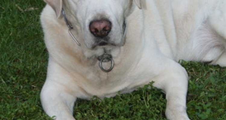 El labrador es una de las razas más amadas.