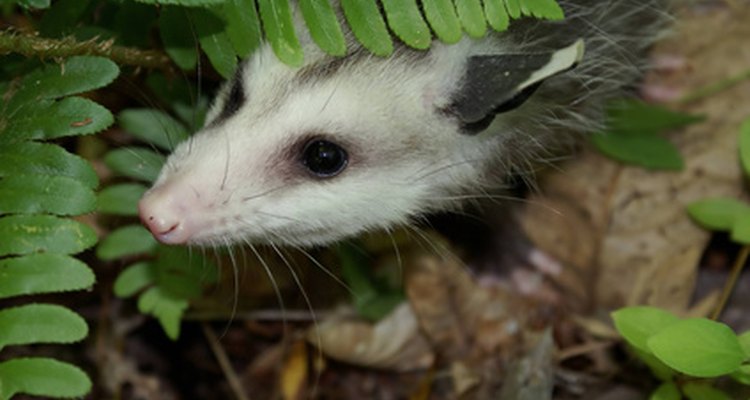 Opossums eat a wide variety of foods, including carrion.