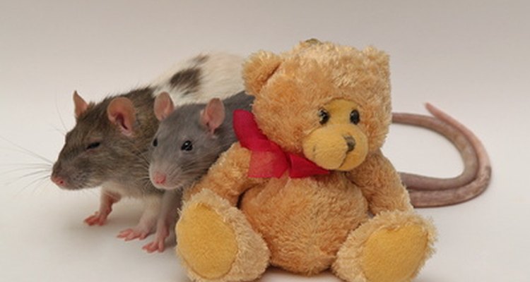 Mice will contaminate anything they touch.
