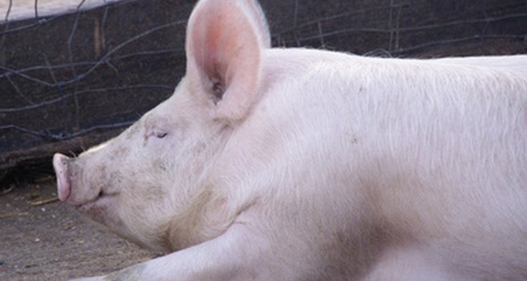 Las partes musculosas o carnosas del cerdo se pueden comer.