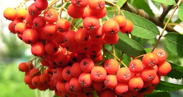 The rowan tree produces oblong green leaves.
