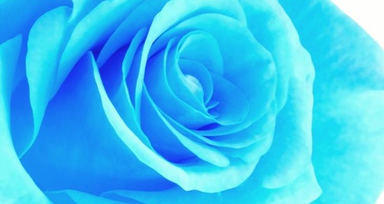 En el pasado, las rosas azules se hicieron usando un colorante azul en las rosas blancas.