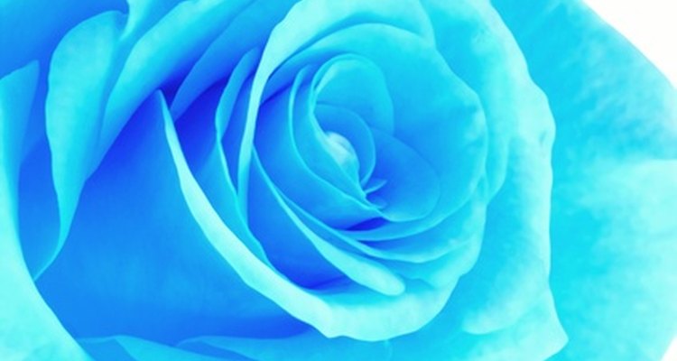 Cómo cultivar rosas azules |