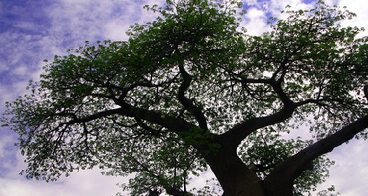 Un arbol Baobab.