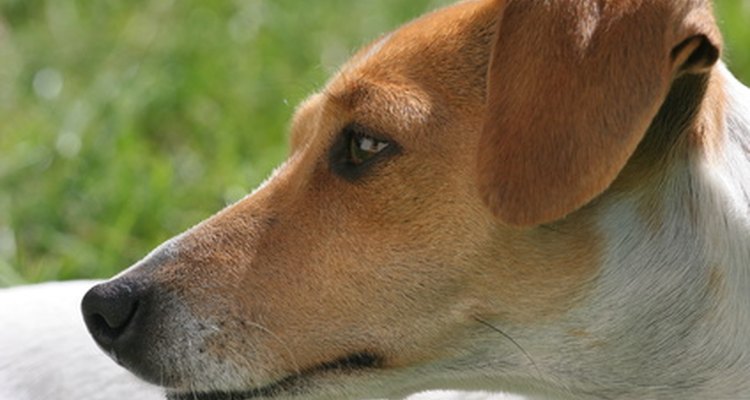 Jack Russell terriers are full of energy.