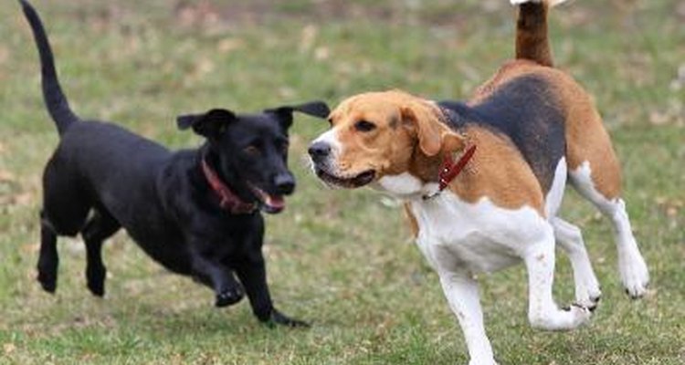 Prepara para tu mascota una rica y saludable comida casera.