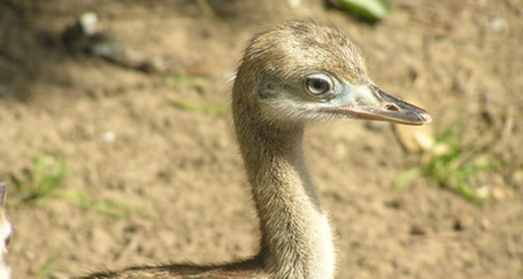 El avestruz macho utilizará tácticas para defender a sus pollitos.
