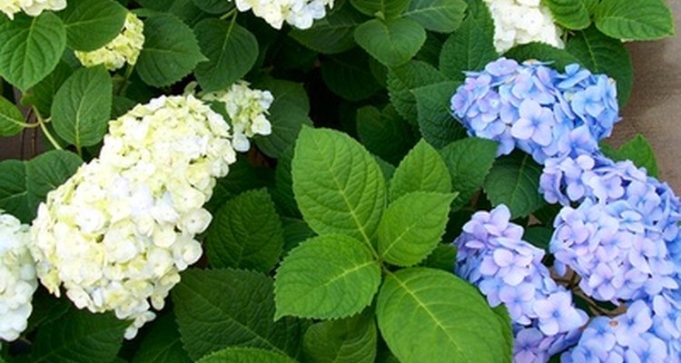 Las hortensias tienen unos de los períodos más largos de floración.