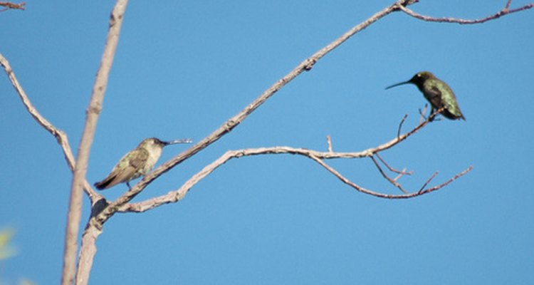 Aprende cómo se aparean los colibrís.