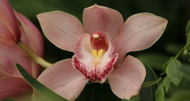 Una orquídea cymbidium , que se cultiva para cortar sus flores, es también una buena planta para tener enmacetada.