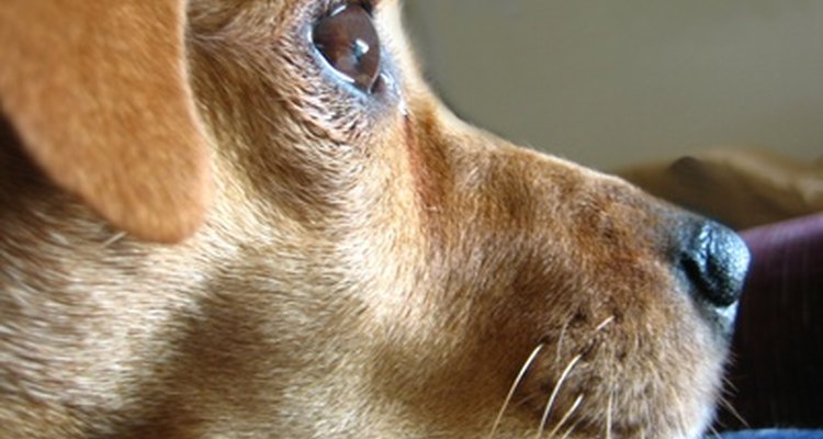 Distensão muscular em cães pode variar de leve a grave